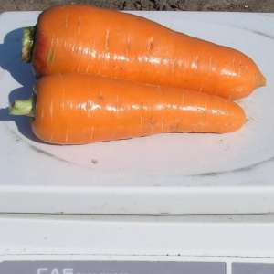 Болтекс - морковь, Clause Франция фото, цена